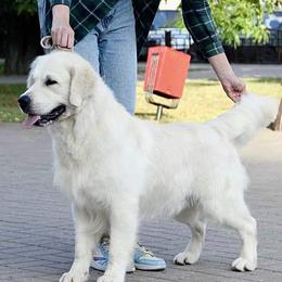 Disney - Golden Retriever