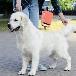 Disney - Golden Retriever