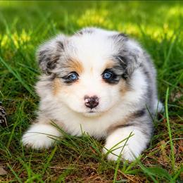 Nevada - Blue merle female Miniature American Shepherd puppy in Leitchfield, Kentucky from Legendmaker MAS