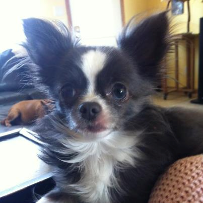 Chihuahua Puppies from Chilove Chihuahuas