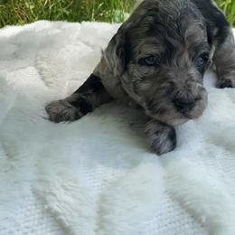 CeCe - Blue merle female Sheepadoodle puppy in Columbia, Tennessee from Primrose Cottage Puppies