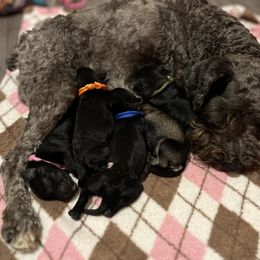Miniature Schnauzer Puppies from S & S Miniature Schnauzer