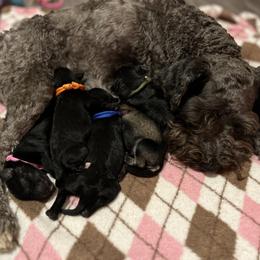 Miniature Schnauzer Puppies from S & S Miniature Schnauzer