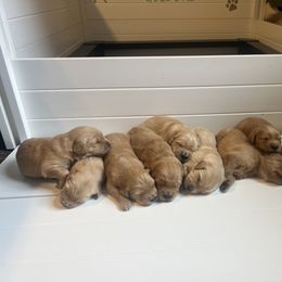 Golden Retriever Puppies from Lake Champlain Goldens