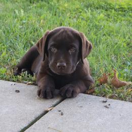 Lily - Chocolate female Labrador Retriever puppy in Camden, Indiana from Camden's Caring Canines
