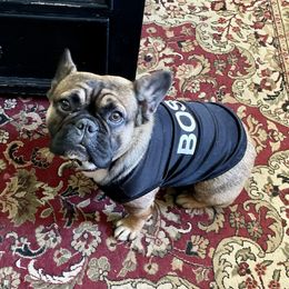 Fernie - French Bulldog