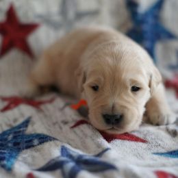Golden Retriever Puppies from Double Down Retrievers