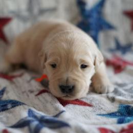 Golden Retriever Puppies from Double Down Retrievers