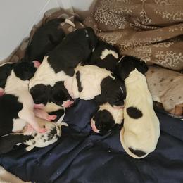 Piebald female 2 - Black and white female Great Dane puppy in Gig Harbor, Washington from Lakaya Danes