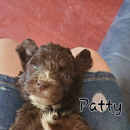 Cavapoo and Goldendoodle Puppies from Daisy's Doodle Den