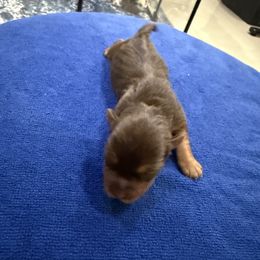 Yorkshire Terrier Puppies from Kelvin A.