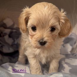 Rumi - Apricot female Maltipoo puppy in Lake Ann, Michigan from Riyem Wildflower Farms