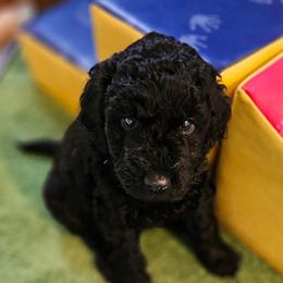 Doodlebug - Black female Goldendoodle puppy in Harris County, Texas from Cute & Curly Doodles
