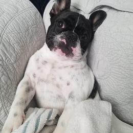 French Bulldog Puppies from Legend French Bulldogs