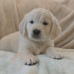 Teal Collar - Light golden male Golden Retriever puppy in Roseburg, Oregon from Unbound Goldens