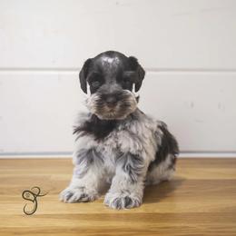 Gage - Parti male Miniature Schnauzer puppy in Diamond Valley, Utah from JoJo's Schnauzers