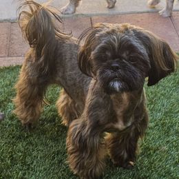 Blake - Brindle male Shih Tzu puppy in Victorville, California from RUMBLE n TUMBLE