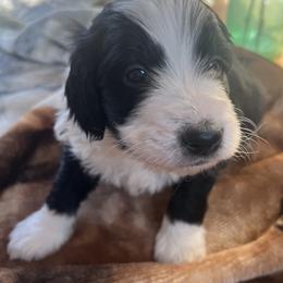 Bernedoodle Puppies from East Coast Bernedoodles
