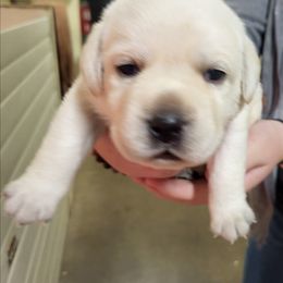 Sid - Yellow male Labrador Retriever puppy in Middleburg, Pennsylvania from Countrylanes labs