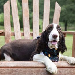 Zoi - English Springer Spaniel