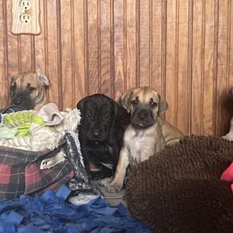 Great Dane Puppies from Hladik Great Danes