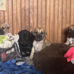 Great Dane Puppies from Hladik Great Danes