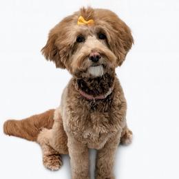 Ruby - Goldendoodle
