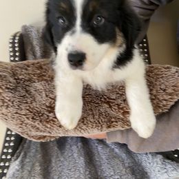 Sissy Pot - Black tri-color female Australian Shepherd puppy in Dothan, Alabama from Aussie Paws Trailblazers
