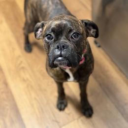 Belle - Boxer