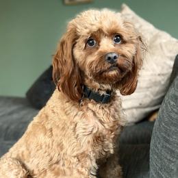 Birdie - Cavapoo