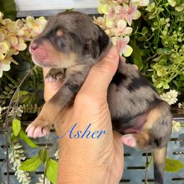 Asher - Blue male Pyredoodle puppy in Bowling Green, Ohio from FDF Pyredoodles & Bernedoodles