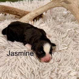 Jasmine - Black tri-color female Australian Shepherd puppy in Vernal, Utah from Dancing M Kennels