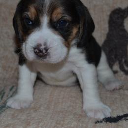 Nevada Champion Dad Nico - Black tan and white male Beagle puppy in Spring Creek, Nevada from Badland Kennel