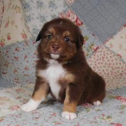 Firefly - Red tri male Toy Australian Shepherd puppy in Okeana, Ohio from Fetching Toy Aussies