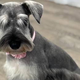Miniature Schnauzers and Standard Schnauzers from bertica hernandez