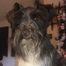 Jax - Miniature Schnauzer