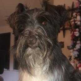 Jax - Miniature Schnauzer