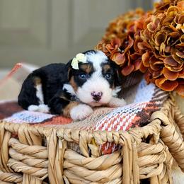 Maple - Tri-color female Bernedoodle puppy in Russell Springs, Kentucky from 270 Doodles
