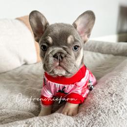 French Bulldogs from Our Frenchie Farm