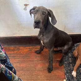 Danger - Blue male Great Dane puppy in Garner, North Carolina from Gentle Giant Danes, LLC