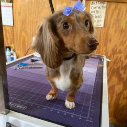 Kimber - Dachshund