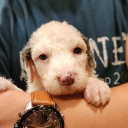 Piper - Merle female Bernedoodle puppy in Pollock Pines, California from Ten Acre Wood Doodles