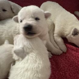 Freya - White female German Shepherd puppy in Perkasie, Pennsylvania from Twila Ruth Herot