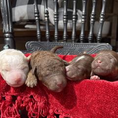 Labradoodle puppies from Terra's Swann's Kennels
