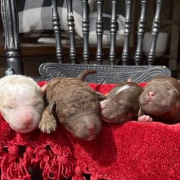 Labradoodle puppies from Terra's Swann's Kennels