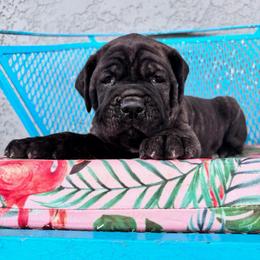 Brown collar - Chestnut brindle male Cane Corso puppy in Tucson, Arizona from Cane Corso Friends