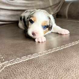 Hallie - Blue merle female Australian Shepherd puppy in Jacksonville, Florida from Autumn's Aussies