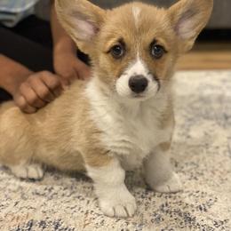 Stanley - Sable male Pembroke Welsh Corgi puppy in Urbana, Ohio from Edgewood Farm and Kennel