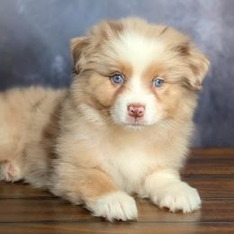 Dior - Red merle female Australian Shepherd puppy in Fultonville, New York from Sandy Aussies, Mini Dachshunds & Pomeranians