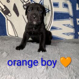 Cane Corso Puppies from Regal guardian cane corso